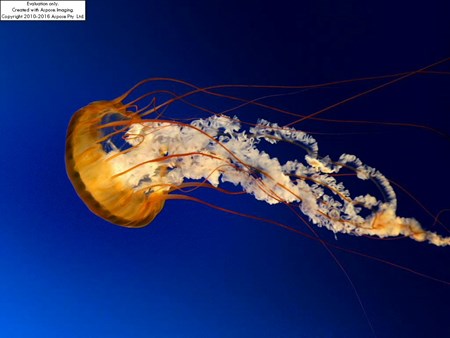 Jellyfish.jpg