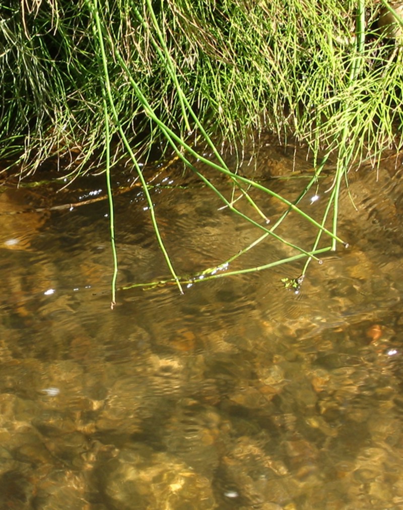 Green grass growing at the edge of a flowing stream.