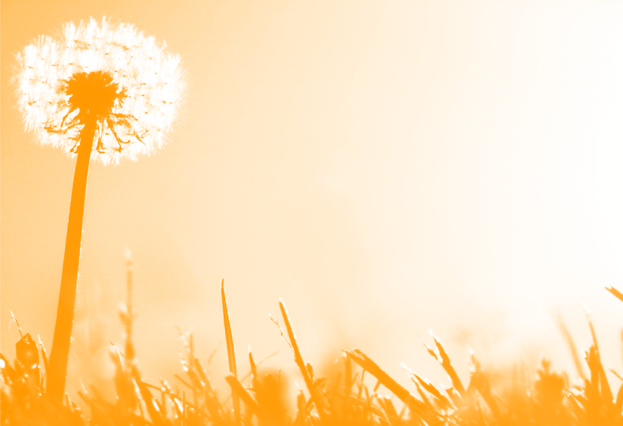 View of dandelion from below growing through grass.